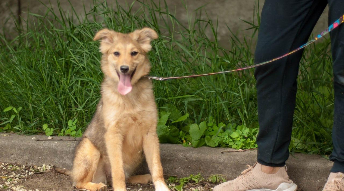 Chiens à adopter